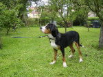 ARI Grand Bouvier Suisse - Grand Bouvier Suisse
