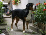 ARI Grand Bouvier Suisse - Grand Bouvier Suisse