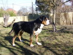 ARI Grand Bouvier Suisse - Grand Bouvier Suisse