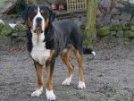 ARI Grand Bouvier Suisse - Grand Bouvier Suisse