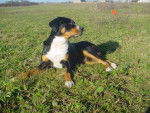 Baloo - Grand Bouvier Suisse - Grand Bouvier Suisse
