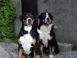 grand bouvier suisse - Grand Bouvier Suisse