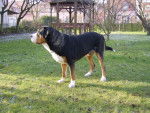 ARI Grand Bouvier Suisse - Grand Bouvier Suisse
