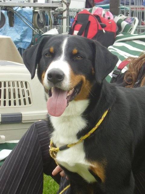 urbain - Grand Bouvier Suisse