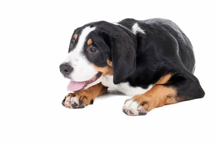 Photo Grand Bouvier Suisse