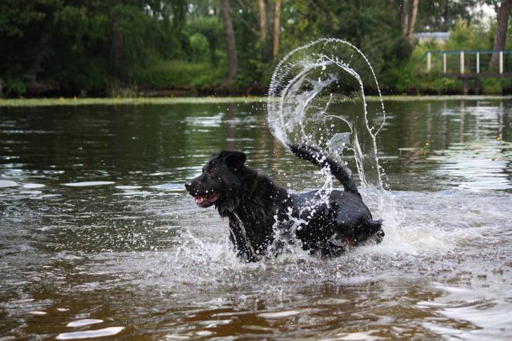 Photo Grand Bouvier Suisse