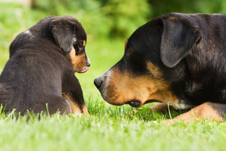 Photo Grand Bouvier Suisse