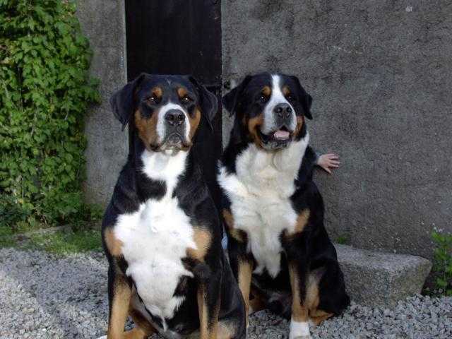 grand bouvier suisse - Grand Bouvier Suisse