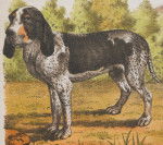 Luther - Petit Gascon Saintongeois Mâle