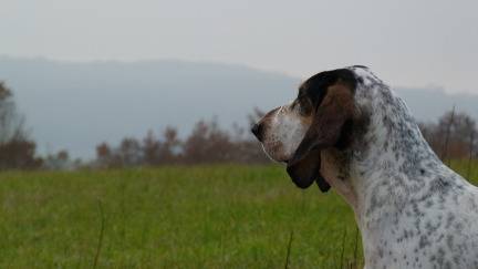 Photo Petit Gascon Saintongeois