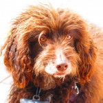 Photo Griffon Boulet