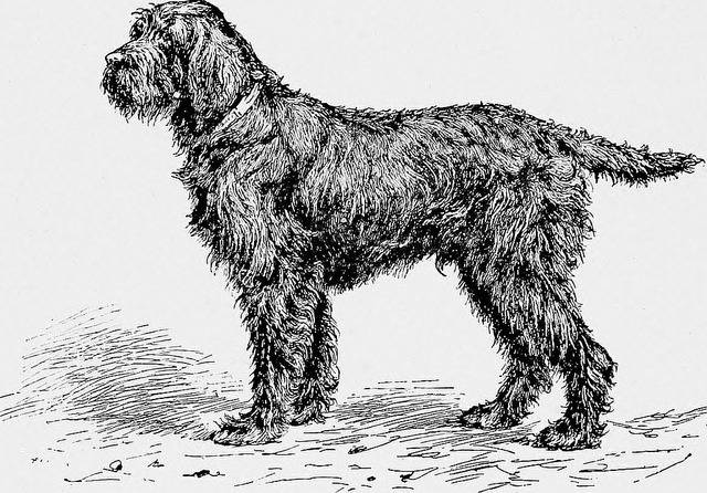 Photo Griffon Boulet