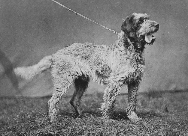 Photo Griffon Boulet