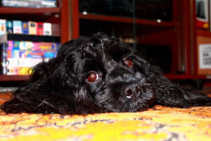 Photo Griffon Boulet