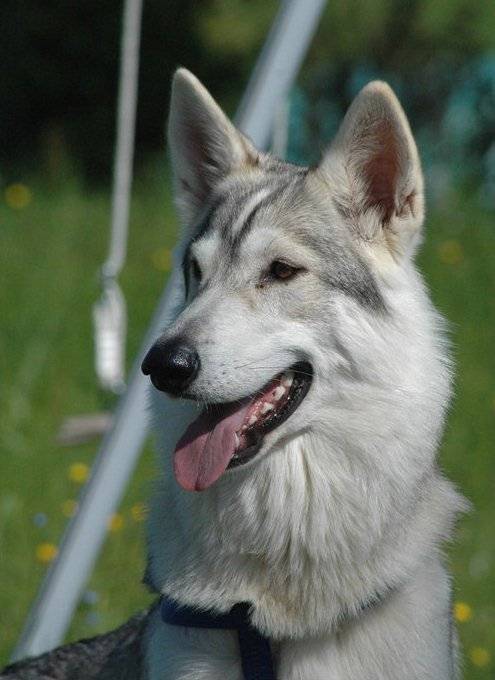 Inuit du Nord - Inuit du Nord