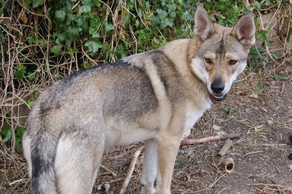 chiots - Inuit du Nord