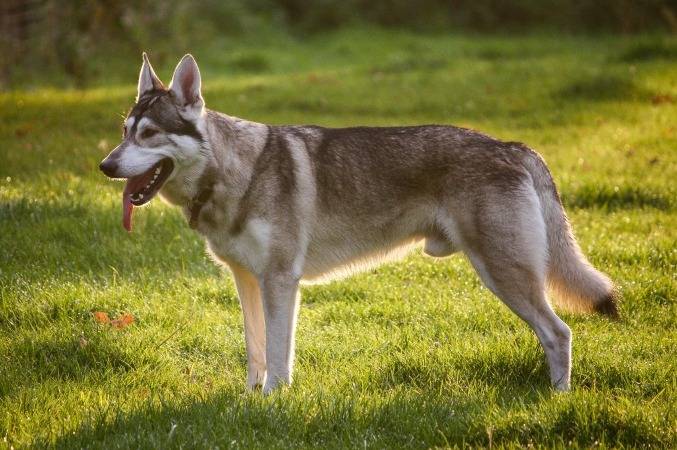 chiots - Inuit du Nord