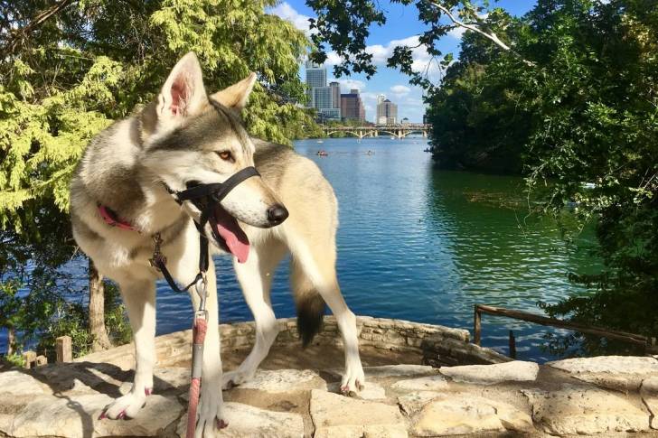 Un Tamaskan sur un muret et tenu en laisse 