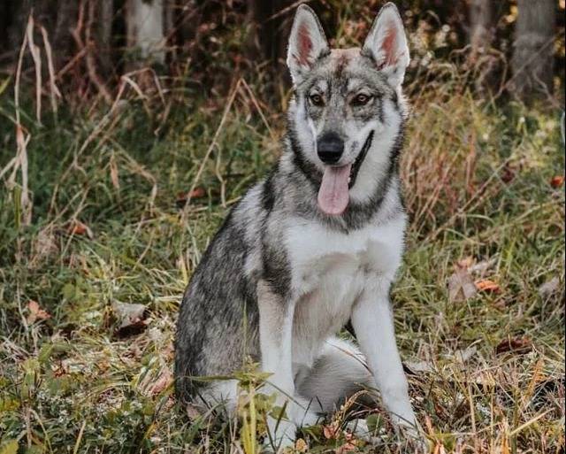 Un Tamaskan assis sur un terrain herbeux