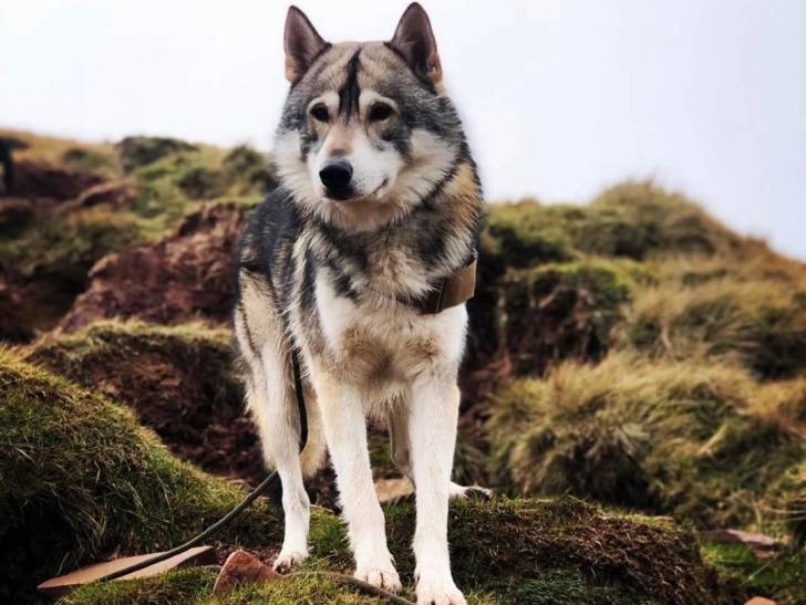 Un Tamaskan tenu sur un terrain herbeux