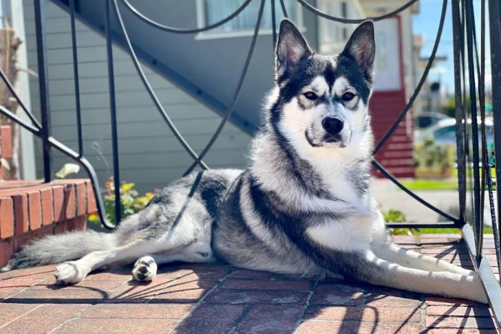 Un Tamaskan allongé sur une terrasse 