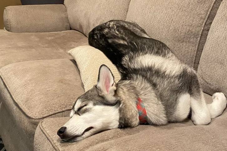 Un Tamaskan allongé sur un canapé