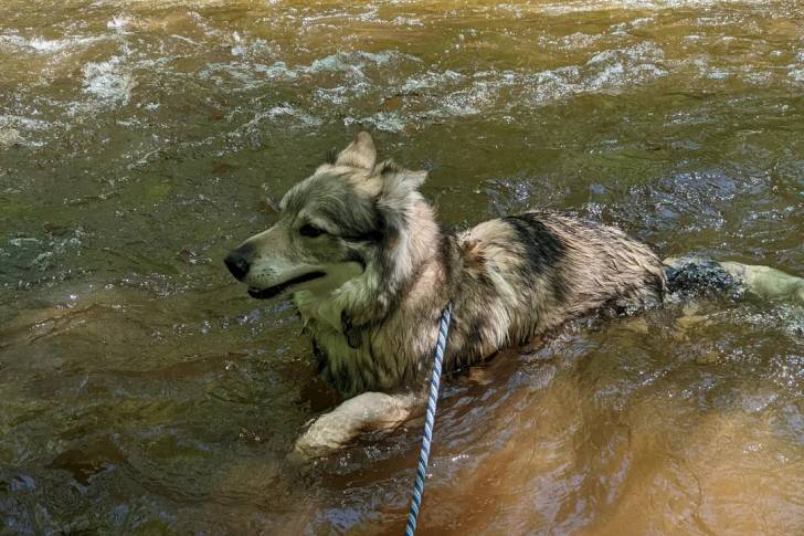 Un Tamaskan nageant dans l'eau et tenu en laisse
