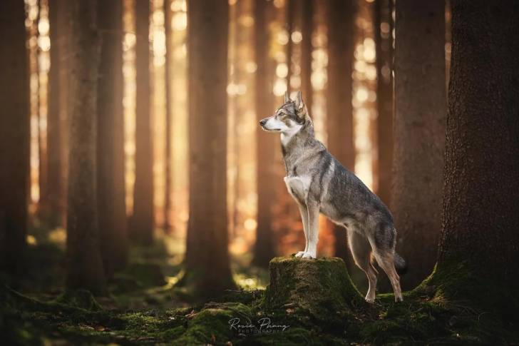Un Tamaskan dans une forêt 