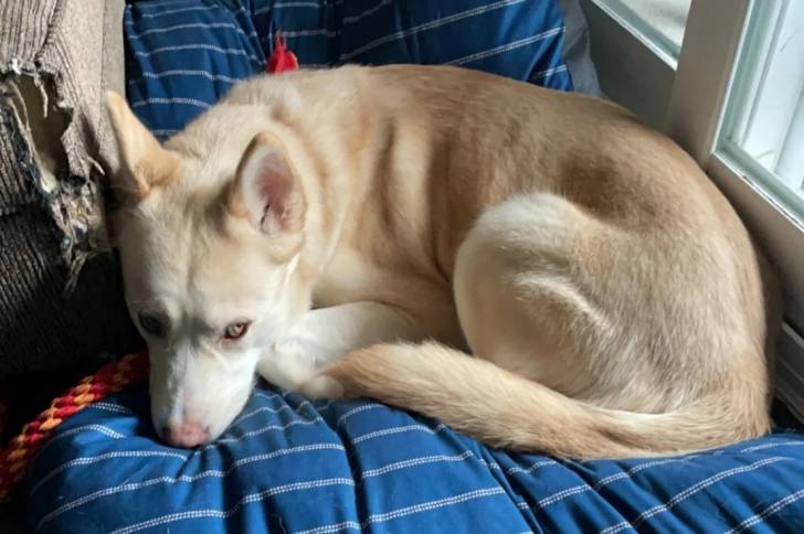 Un Tamaskan allongé sur un coussin