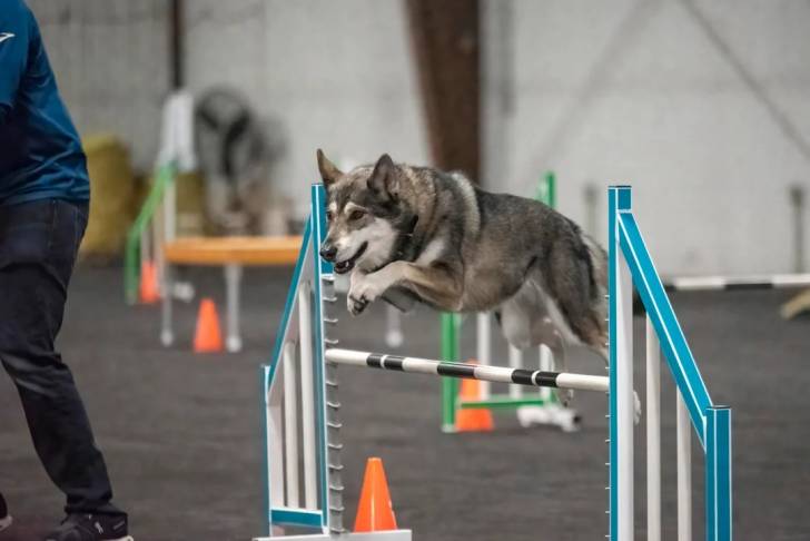 Un Tamaskan en plein exercice physique