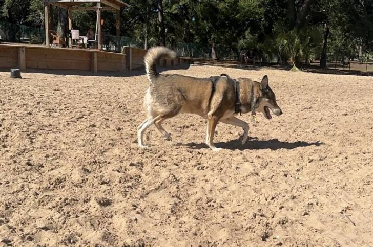 Un Tamaskan marchant sur une surface sableuse