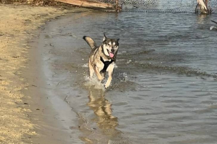 Un Tamaskan courant dans l'eau et portant un harnais