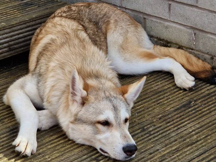 Un Tamaskan allongé sur un plancher en bois