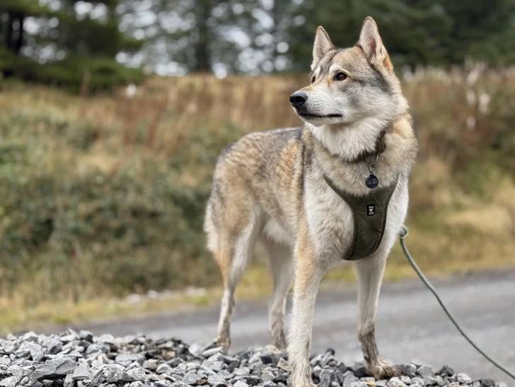 Un Tamaskan sur des gravillons portant un harnais et tenu en laisse