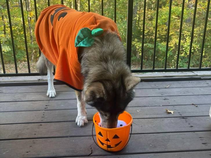 Un Tamaskan sur un plancher en bois et mangeant dans sa gamelle