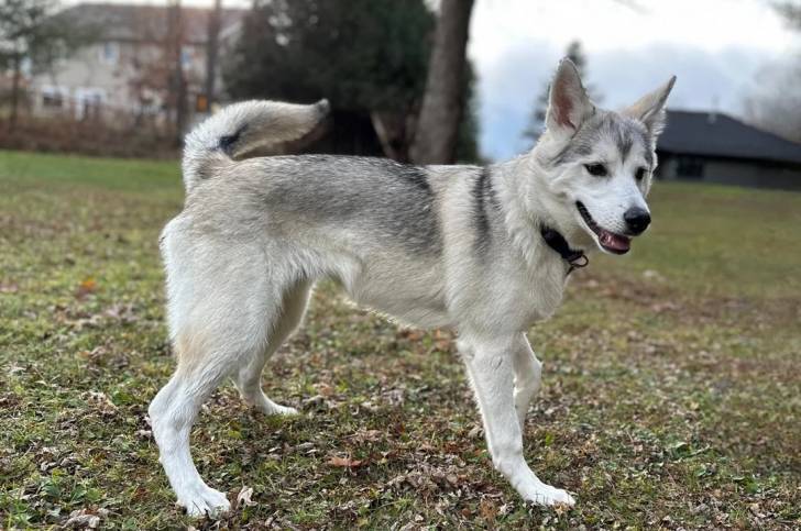 Un Tamaskan sur un terrain herbeux