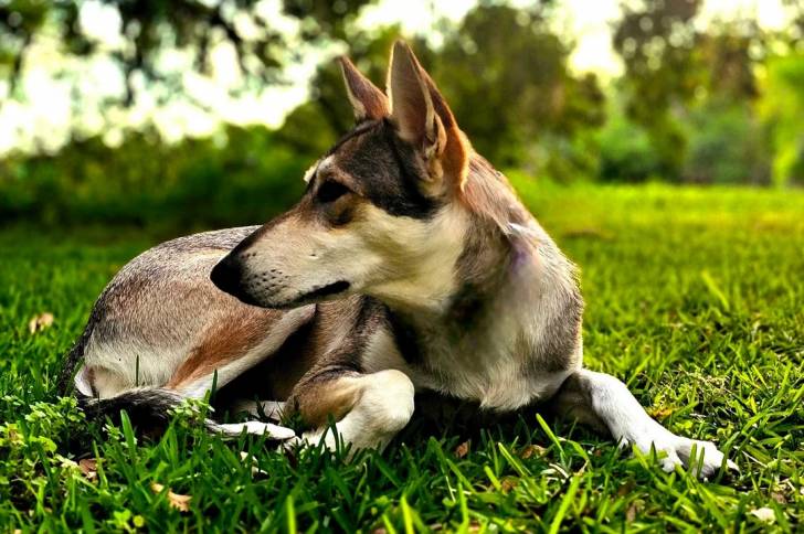 Un Tamaskan allongé sur une surface gazonnée