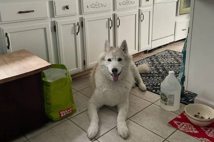 Un Tamaskan allongé dans une cuisine