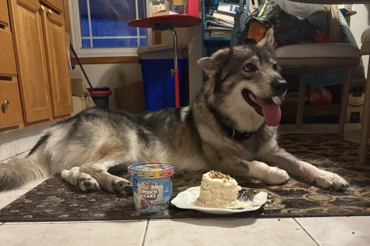 Un Tamaskan allongé sur un tapis à côté de son repas