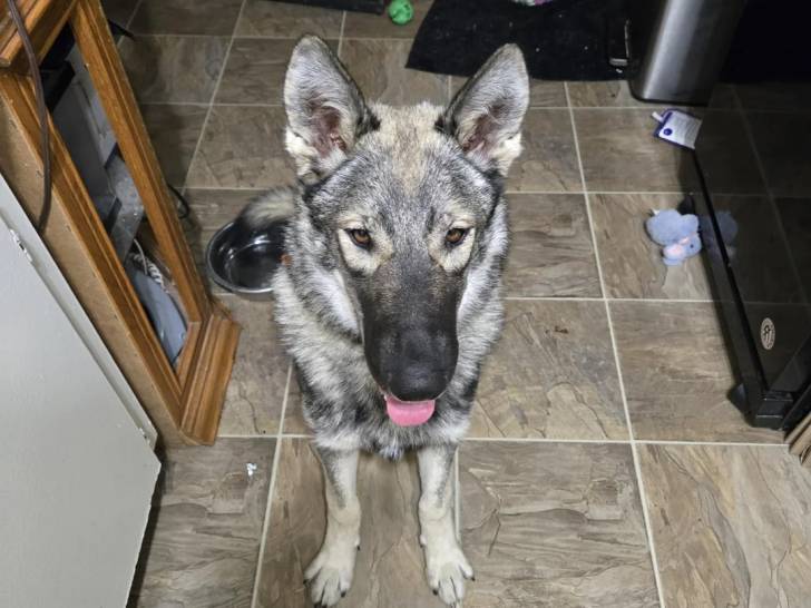 Un Tamaskan assis et tirant la langue