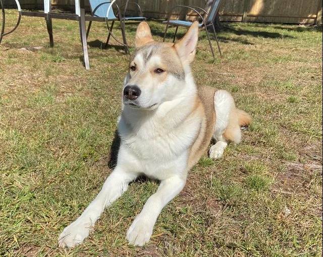 Un Tamaskan allongé sur une surface herbacée