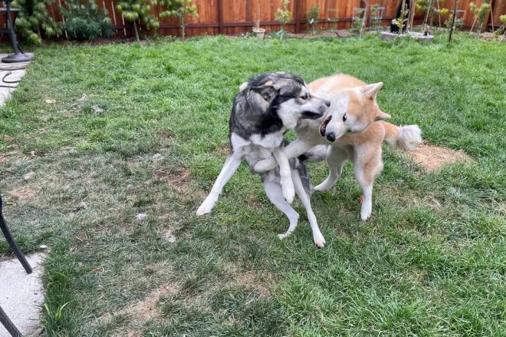 Deux Tamaskan semblant faire la bagarre sur un terrain herbeux