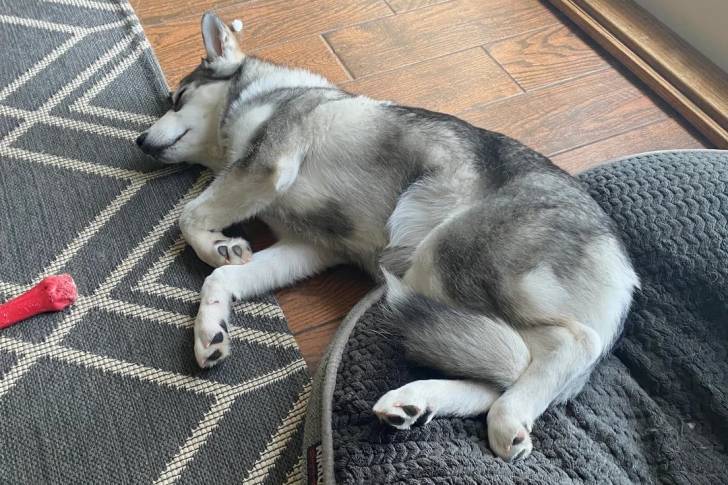 Un Tamaskan allongé et semblant dormir