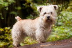 Wheaten - Terrier Irlandais Glen of Imaal Mâle