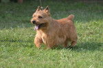 Photo Terrier Irlandais Glen of Imaal