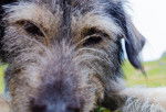 Photo Terrier Irlandais Glen of Imaal