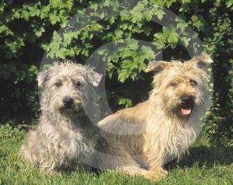 Irish Glen of Imaal Terrier - Terrier Irlandais Glen of Imaal