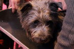 Photo Terrier Irlandais Glen of Imaal