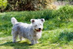 Photo Terrier Irlandais Glen of Imaal