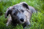 Photo Terrier Irlandais Glen of Imaal